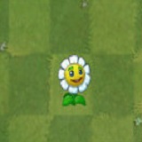金盏花